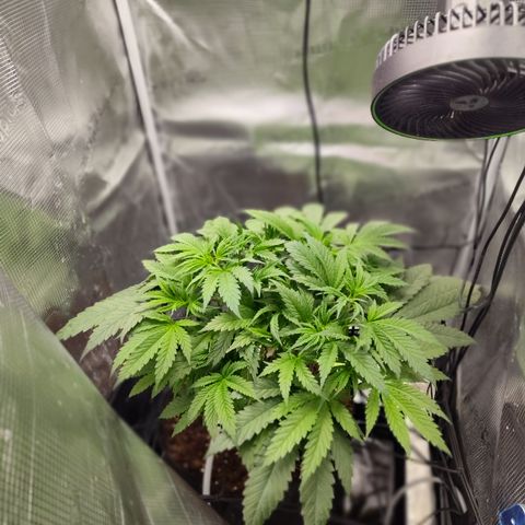 Blue Razzicle 🔵 growlog timeline photo