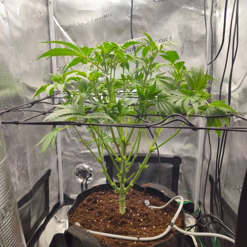Blue Razzicle 🔵 growlog photo: Trimmed 