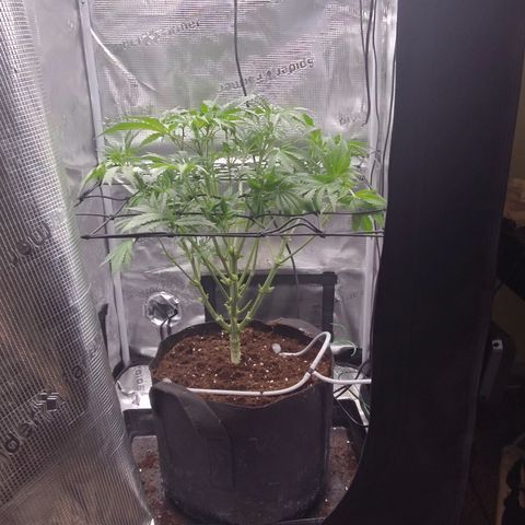 Blue Razzicle 🔵 growlog photo: Trimmed 