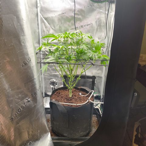 Blue Razzicle 🔵 growlog timeline photo