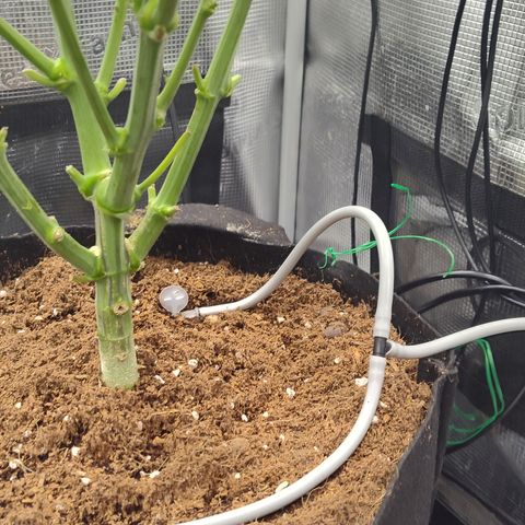 Blue Razzicle 🔵 growlog timeline photo