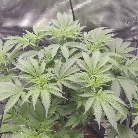 Blue Razzicle 🔵 growlog timeline photo