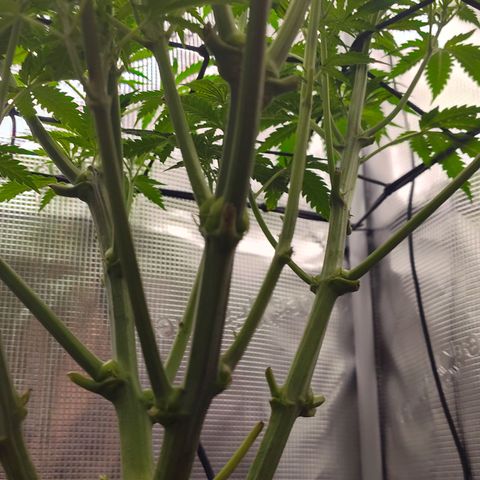 Blue Razzicle 🔵 growlog timeline photo