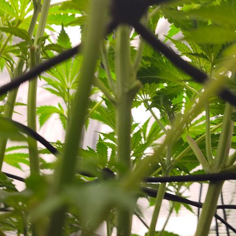 Blue Razzicle 🔵 growlog timeline photo
