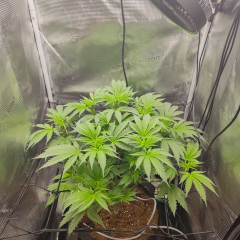 Blue Razzicle 🔵 growlog timeline photo