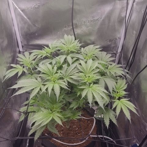 Blue Razzicle 🔵 growlog timeline photo