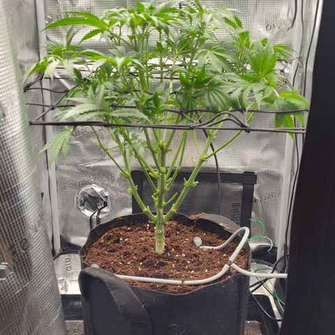 Blue Razzicle 🔵 growlog photo: Trimmed 