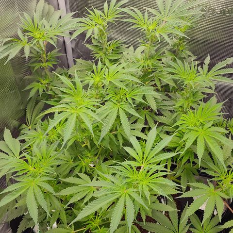 Blue Razzicle 🔵 growlog timeline photo