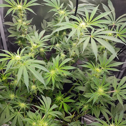 Blue Razzicle 🔵 growlog timeline photo