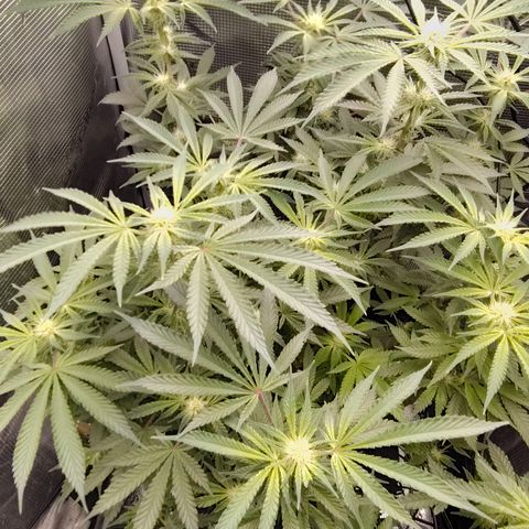 Blue Razzicle 🔵 growlog timeline photo