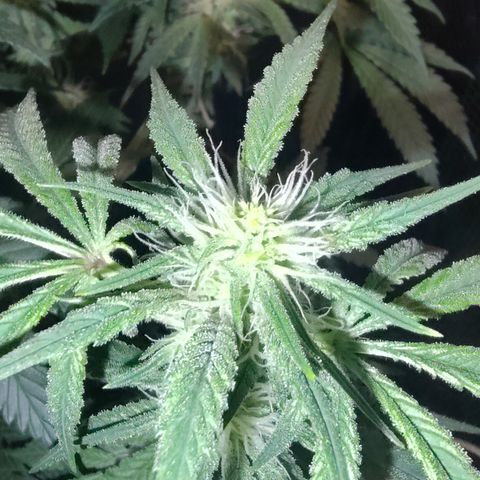 Blue Razzicle 🔵 growlog timeline photo