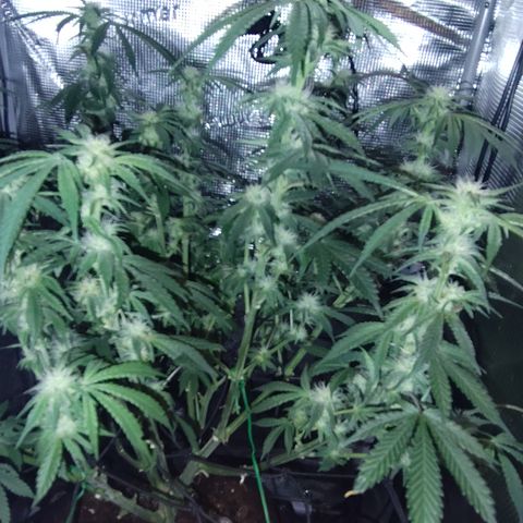 Blue Razzicle 🔵 growlog timeline photo