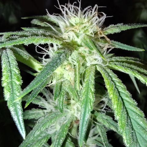 Blue Razzicle 🔵 growlog timeline photo