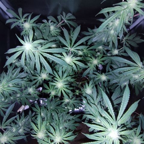 Blue Razzicle 🔵 growlog timeline photo