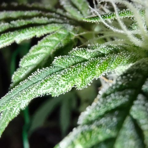 Blue Razzicle 🔵 growlog timeline photo