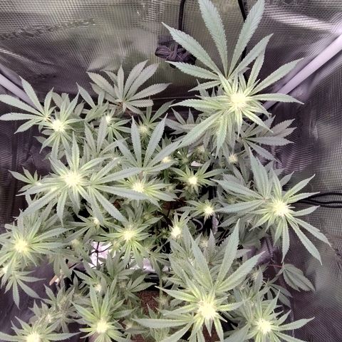 Blue Razzicle 🔵 growlog timeline photo