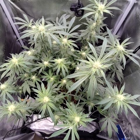 Blue Razzicle 🔵 growlog timeline photo