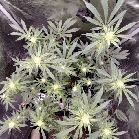 Blue Razzicle 🔵 growlog timeline photo