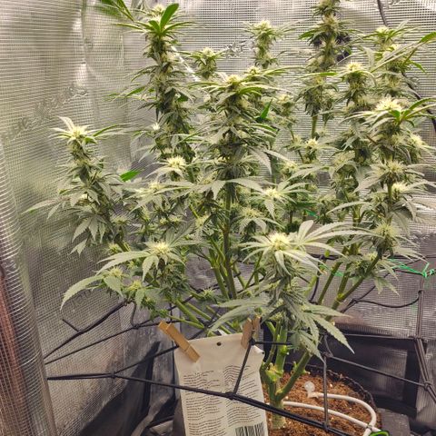 Blue Razzicle 🔵 growlog timeline photo