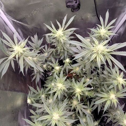 Blue Razzicle 🔵 growlog timeline photo