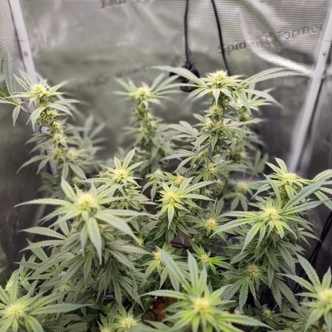 Blue Razzicle 🔵 growlog timeline photo