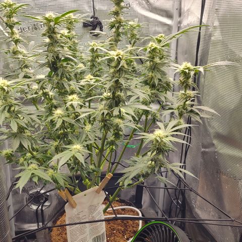 Blue Razzicle 🔵 growlog timeline photo