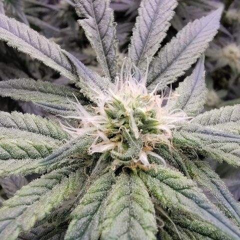 Blue Razzicle 🔵 growlog timeline photo
