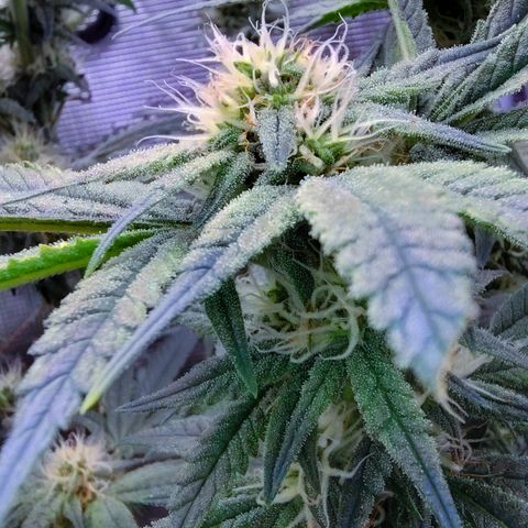 Blue Razzicle 🔵 growlog timeline photo