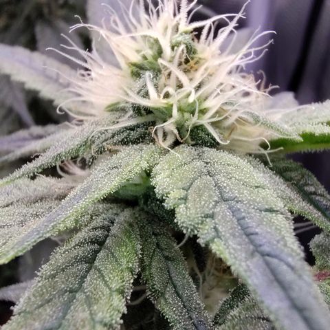 Blue Razzicle 🔵 growlog timeline photo