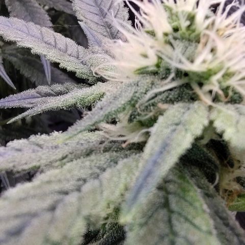 Blue Razzicle 🔵 growlog timeline photo