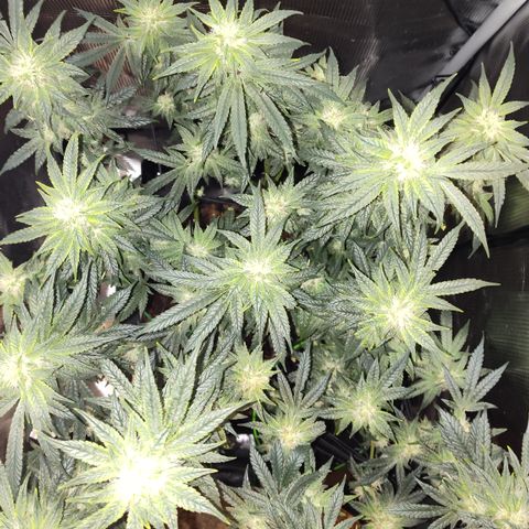 Blue Razzicle 🔵 growlog timeline photo