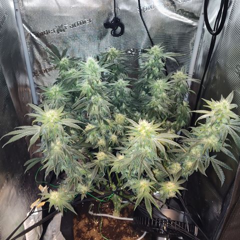 Blue Razzicle 🔵 growlog timeline photo