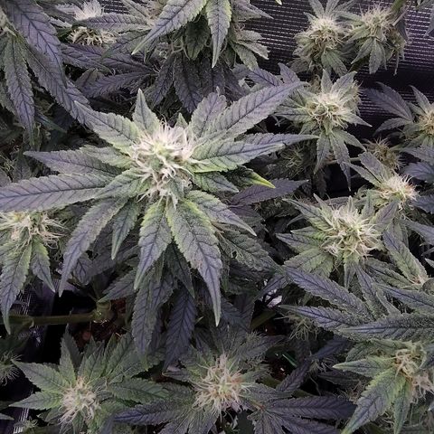 Blue Razzicle 🔵 growlog timeline photo