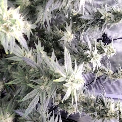 Blue Razzicle 🔵 growlog timeline photo
