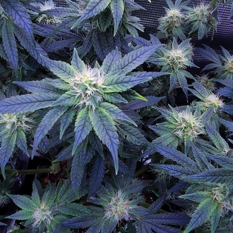 Blue Razzicle 🔵 growlog timeline photo