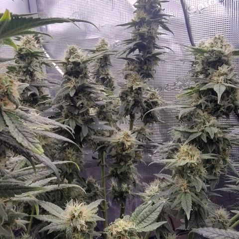 Blue Razzicle 🔵 growlog timeline photo