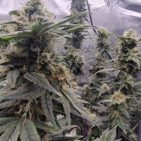 Blue Razzicle 🔵 growlog timeline photo
