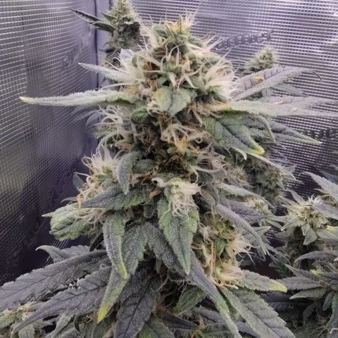 Blue Razzicle 🔵 growlog timeline photo