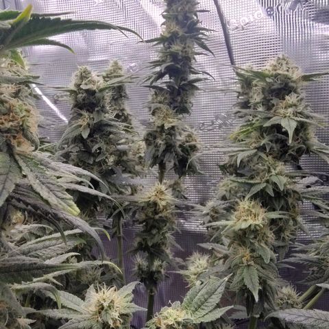 Blue Razzicle 🔵 growlog timeline photo