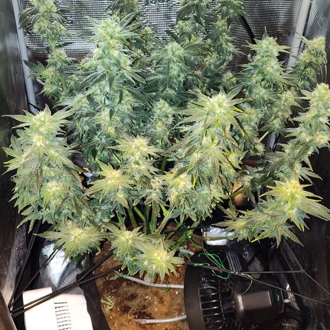 Blue Razzicle 🔵 growlog timeline photo