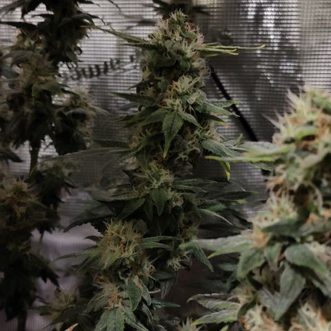 Blue Razzicle 🔵 growlog timeline photo