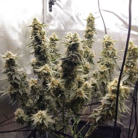 Blue Razzicle 🔵 growlog timeline photo