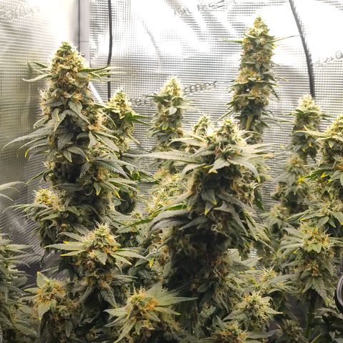 Blue Razzicle 🔵 growlog timeline photo