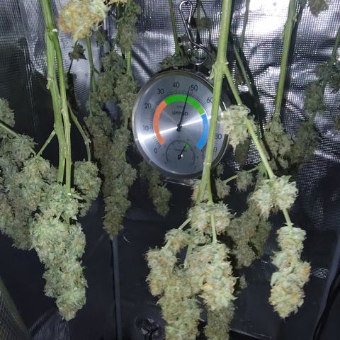 Blue Razzicle 🔵 growlog timeline photo