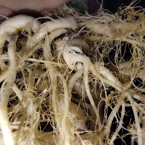 Blue Razzicle 🔵 growlog timeline photo