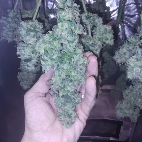 Blue Razzicle 🔵 growlog timeline photo