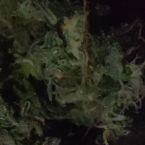 Blue Razzicle 🔵 growlog timeline photo