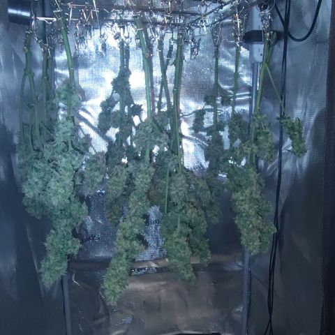 Blue Razzicle 🔵 growlog timeline photo