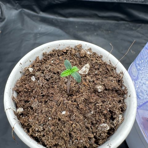 Imperium X #1 growlog timeline photo