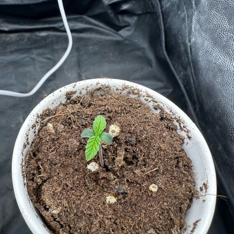Imperium X #2 growlog timeline photo